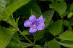 Limestone wild petunia